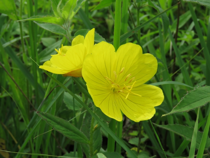 Oenothera pilosella image
