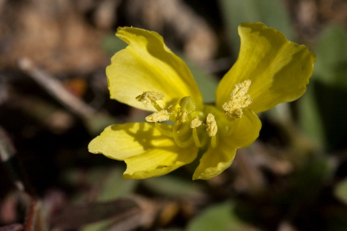 Oenothera primiveris image