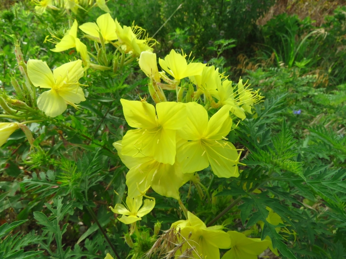 Oenothera rhombipetala image