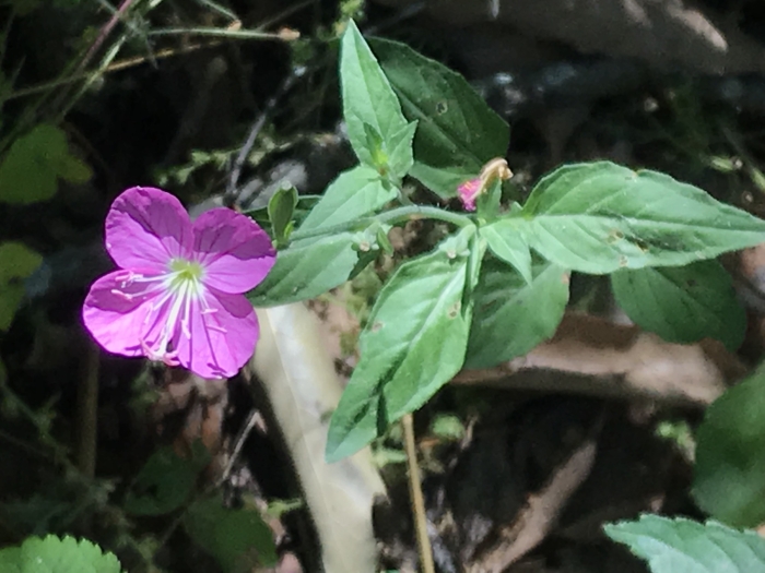Oenothera rosea image