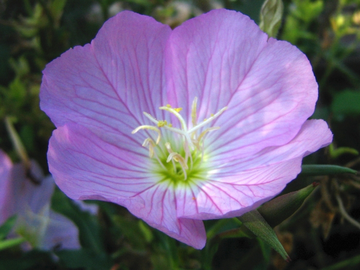 Oenothera speciosa image
