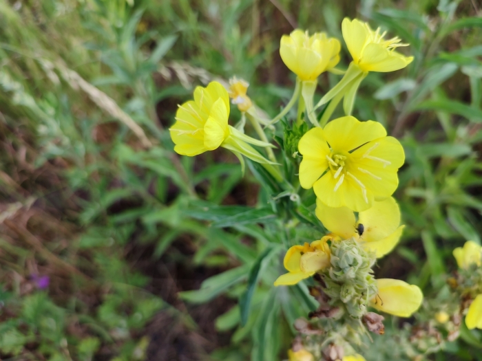 Oenothera villosa image