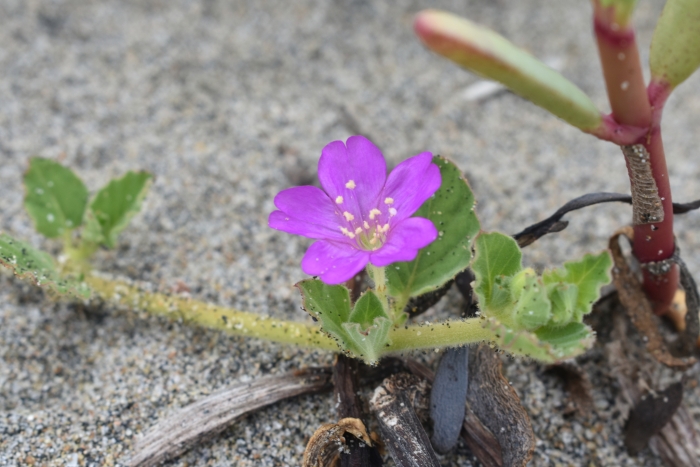 Okenia hypogaea image