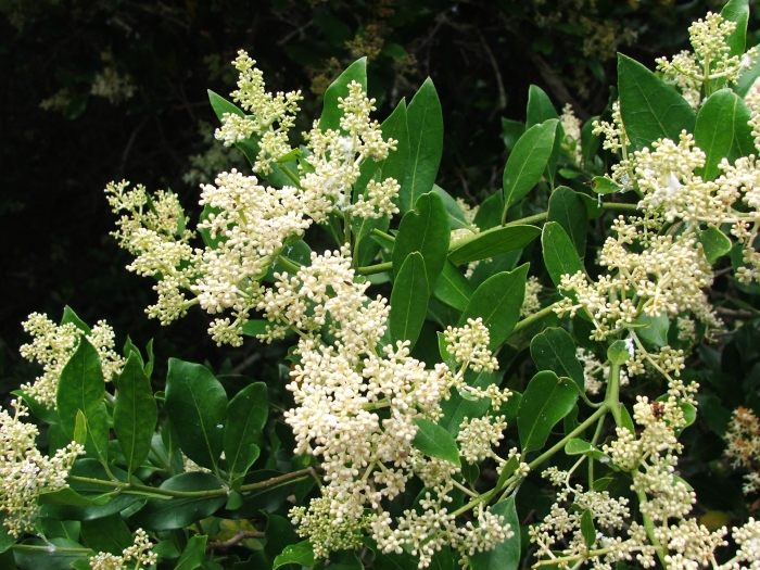 Olea capensis image