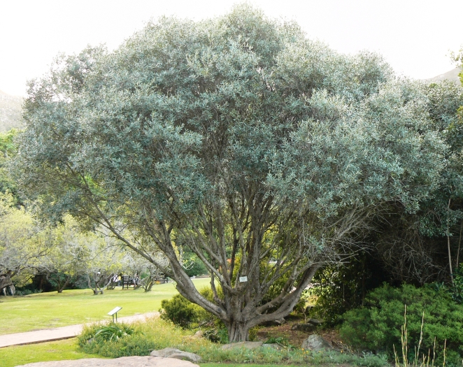 Olea europaea subsp. cuspidata image