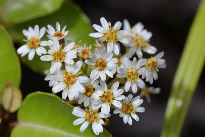 Olearia arborescens image