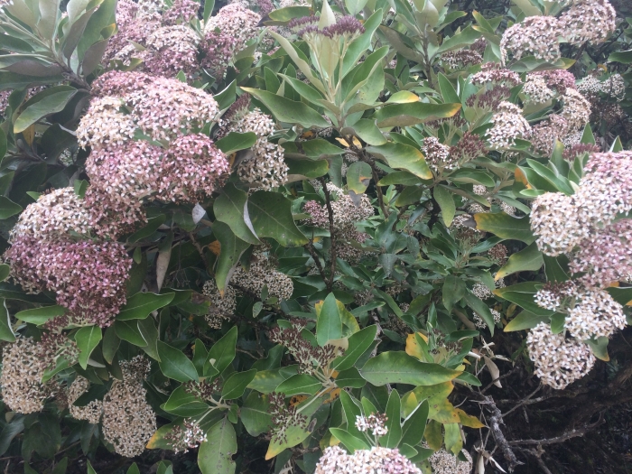 Olearia avicenniifolia image