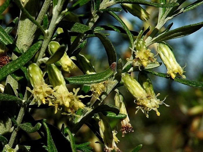 Olearia axillaris image