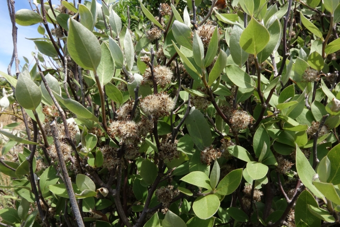 Olearia fragrantissima image