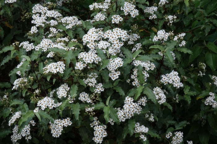 Olearia ilicifolia image