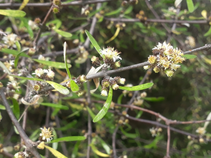 Olearia lineata image