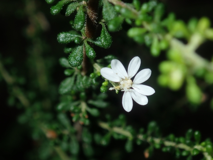 Olearia microphylla image