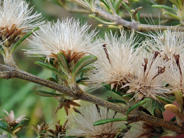 Olearia solandri image