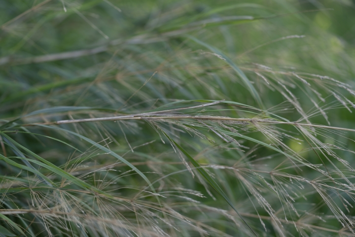 Oloptum miliaceum image