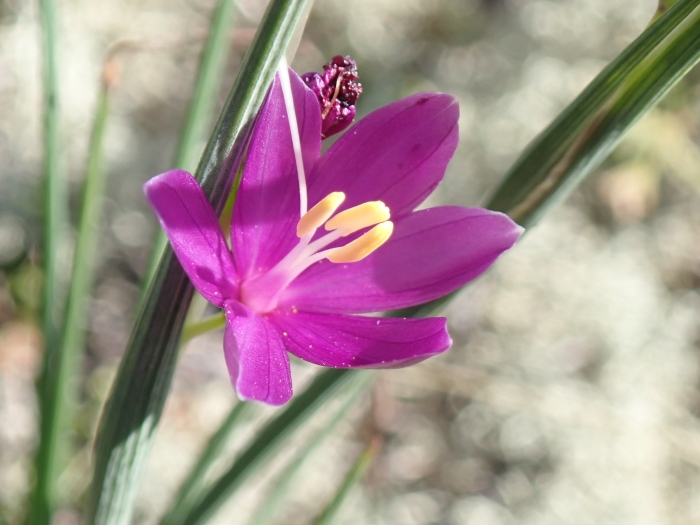 Olsynium douglasii image
