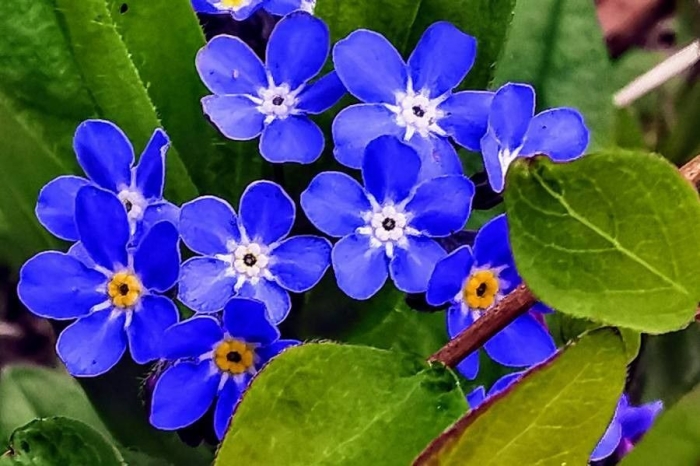 Omphalodes verna image