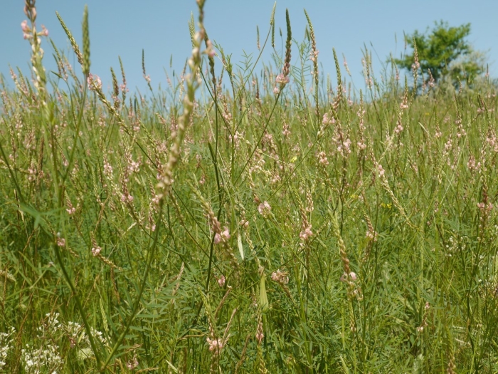 Onobrychis arenaria image