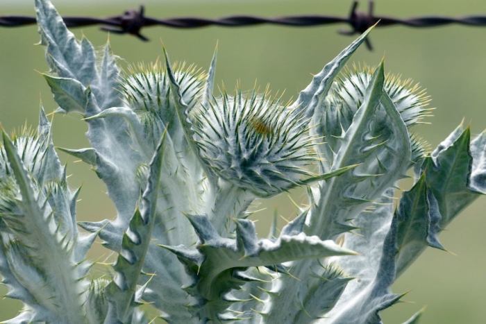 Onopordum acanthium image