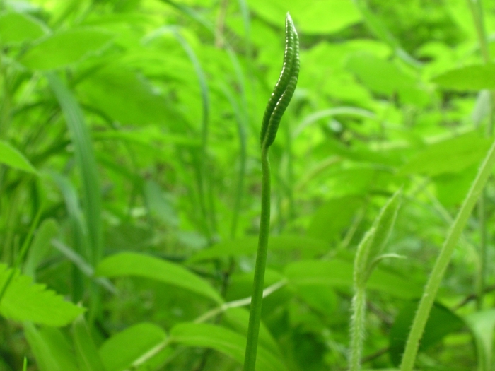 Ophioglossum vulgatum image