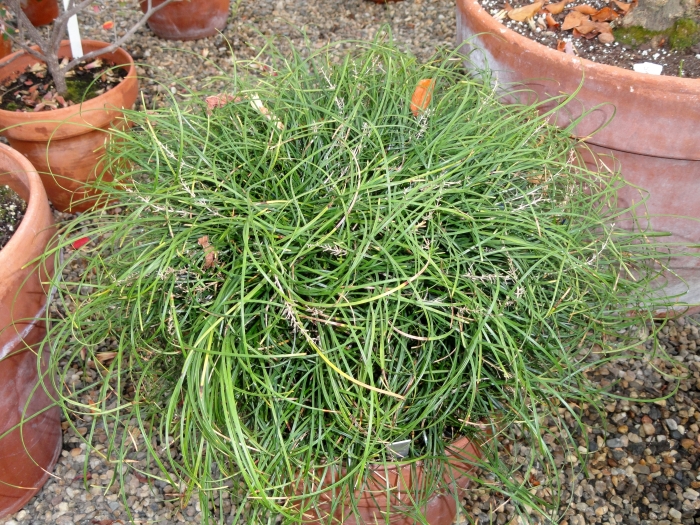 Ophiopogon chingii image