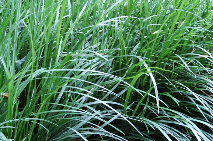 Ophiopogon japonicus image