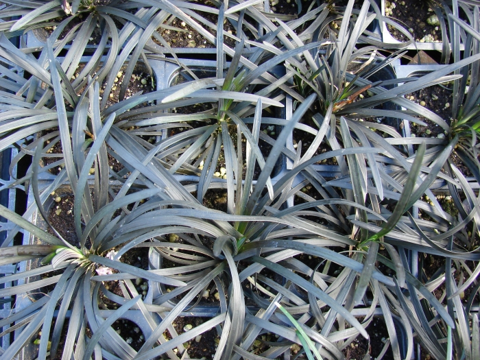 Ophiopogon planiscapus image