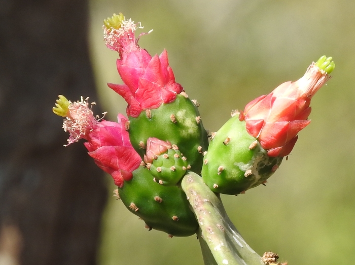 Opuntia cochenillifera image