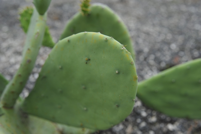 Opuntia ellisiana image