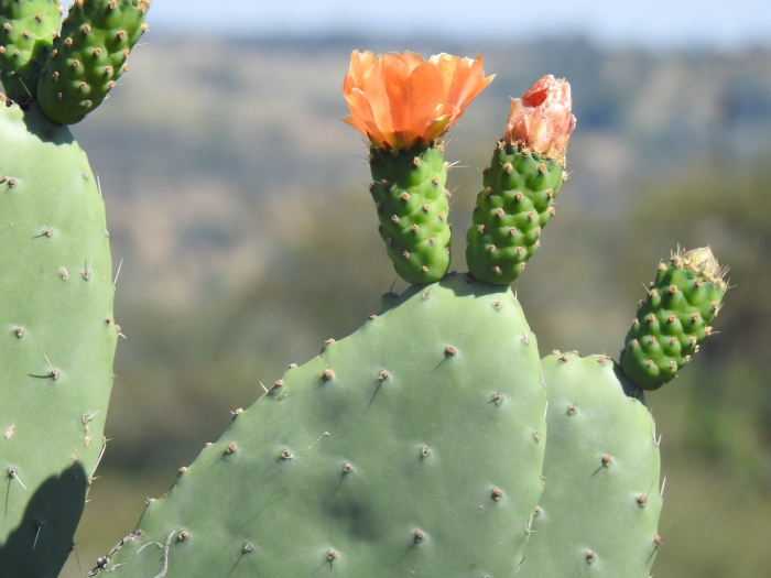 Opuntia ficus-indica image