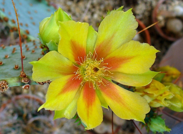 Opuntia gosseliniana image