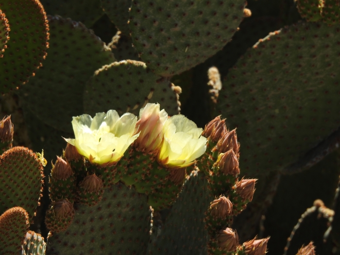 Opuntia microdasys image