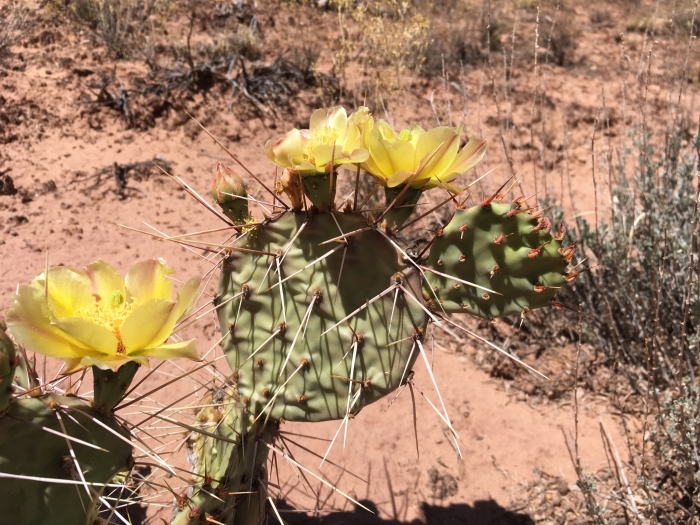 Opuntia polyacantha image