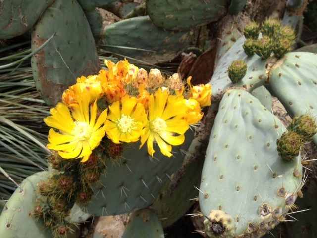 Opuntia robusta image