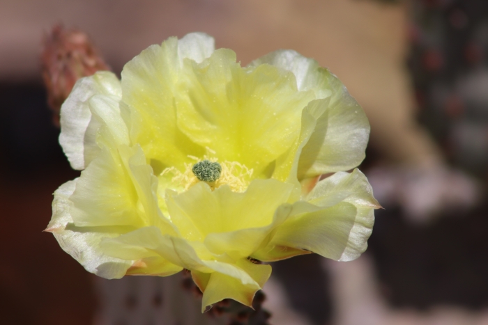 Opuntia rufida image
