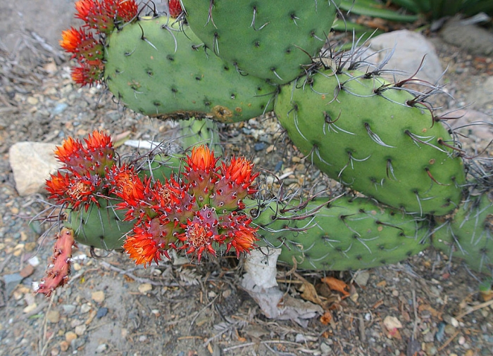 Opuntia stenopetala image