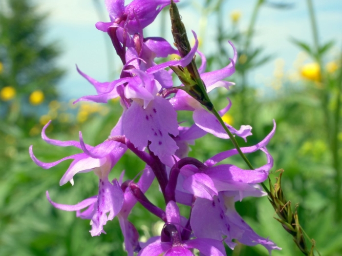 Orchis mascula image