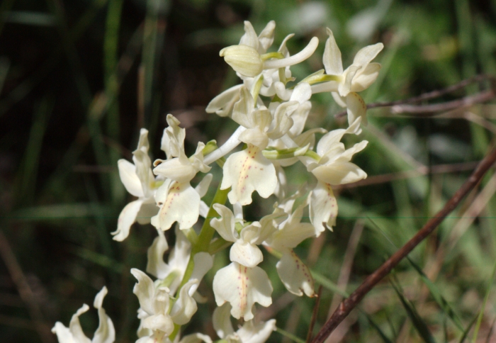 Orchis provincialis image