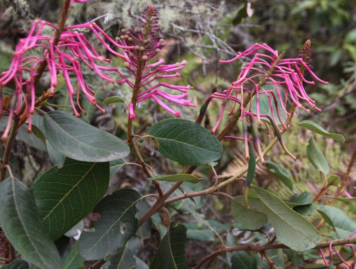 Oreocallis grandiflora image