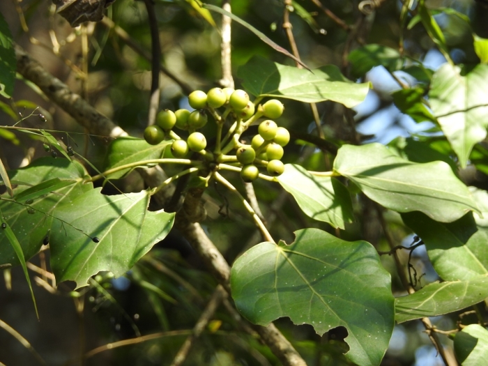Oreopanax capitatus image