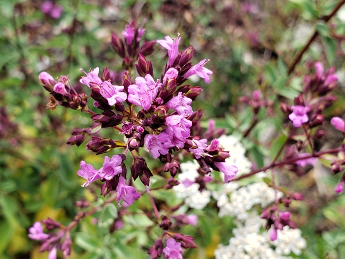 Origanum laevigatum image