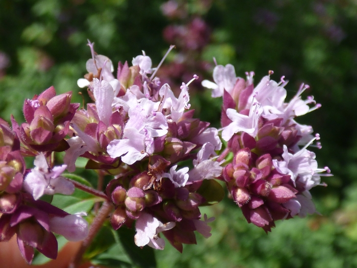 Origanum majorana image