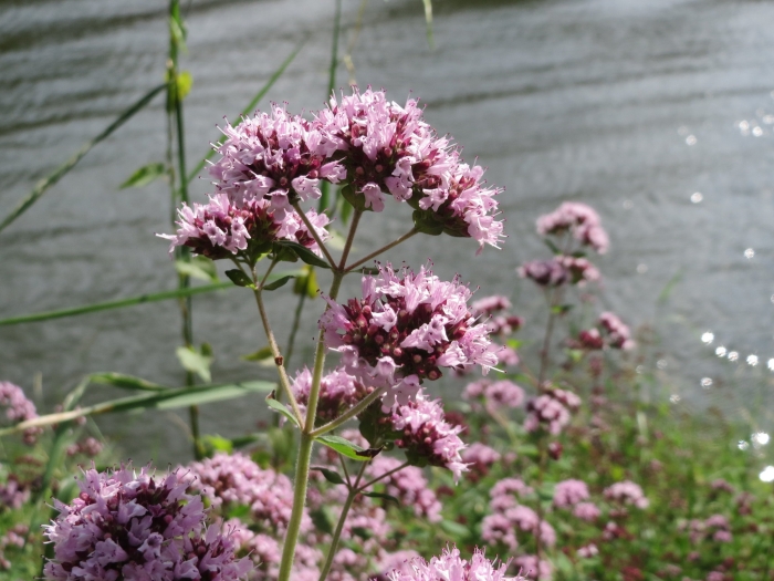 Origanum vulgare image