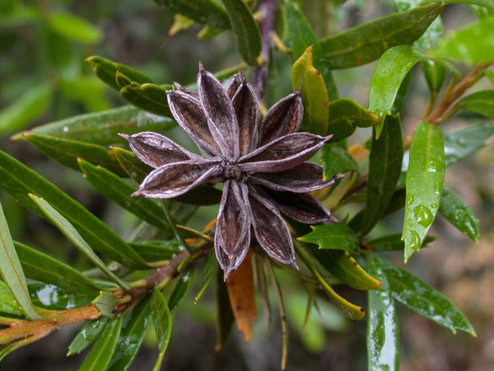 Orites diversifolia image