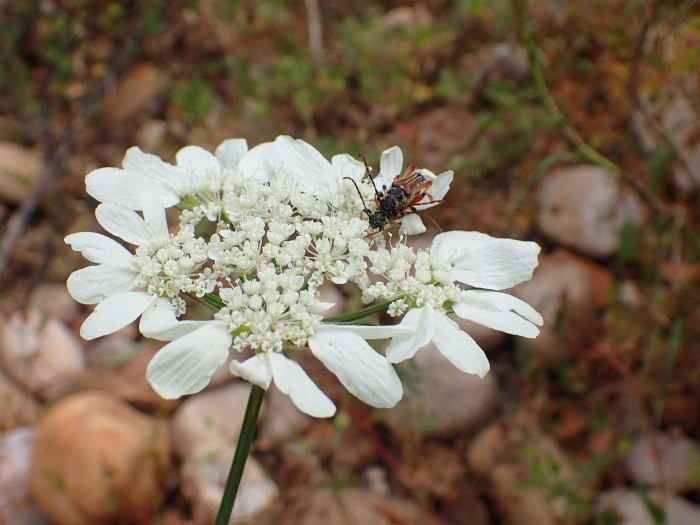 Orlaya grandiflora image