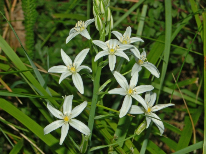Ornithogalum narbonense image