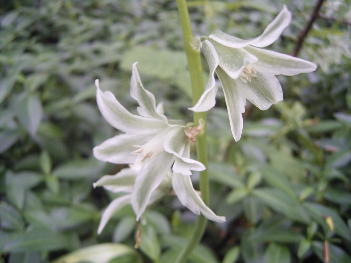 Ornithogalum nutans image