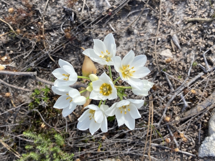 Ornithogalum thyrsoides image