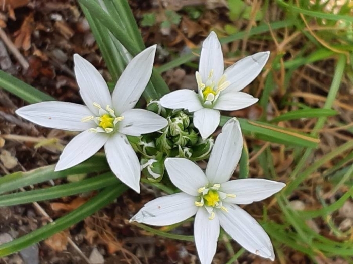 Ornithogalum umbellatum image