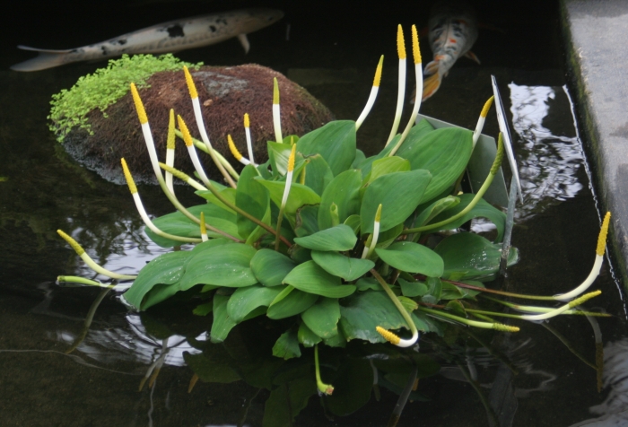 Orontium aquaticum image