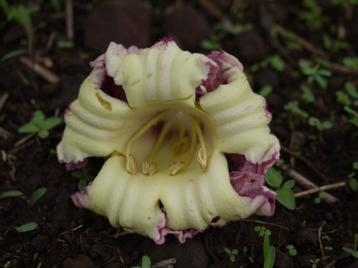 Oroxylum indicum image
